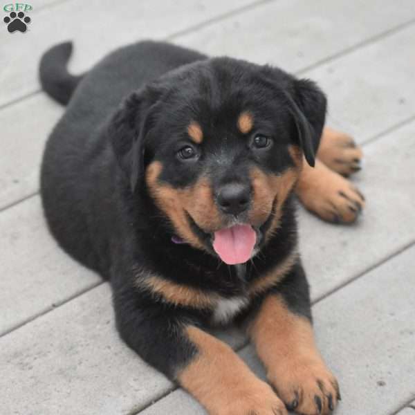 Azalea, Bernese Mountain Dog Mix Puppy